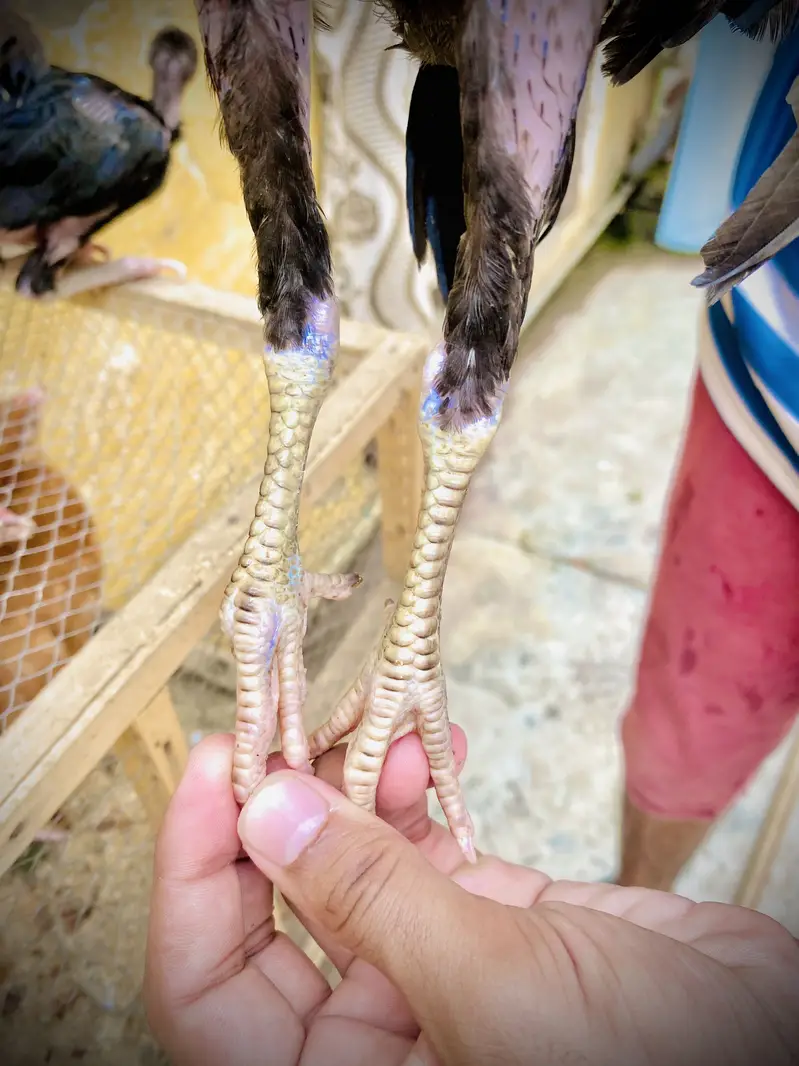 Pure mianwali breed — photo 7