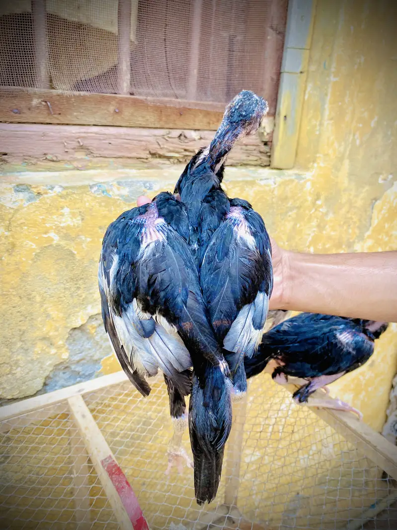 Pure mianwali breed — photo 8