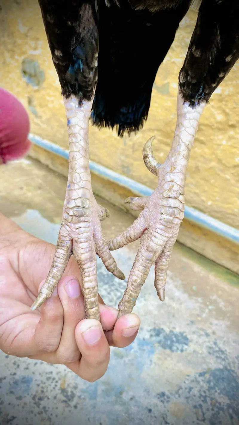 Pure mianwali breed — photo 9
