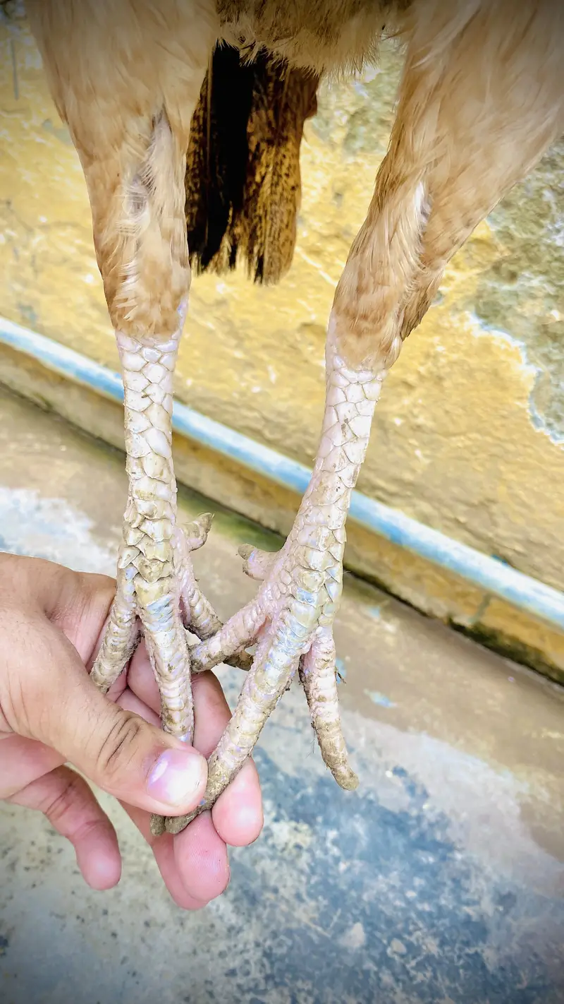 Pure mianwali breed — photo 10
