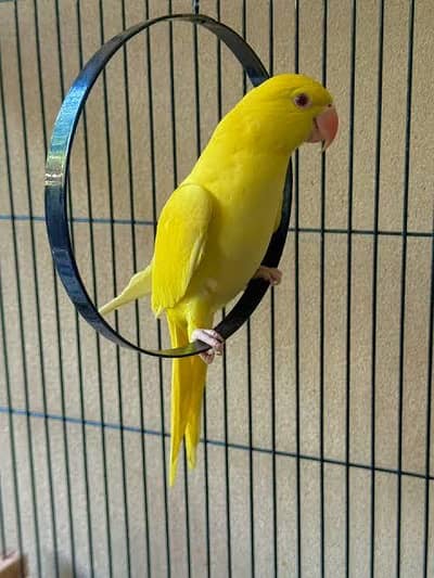 Yellow Chicks