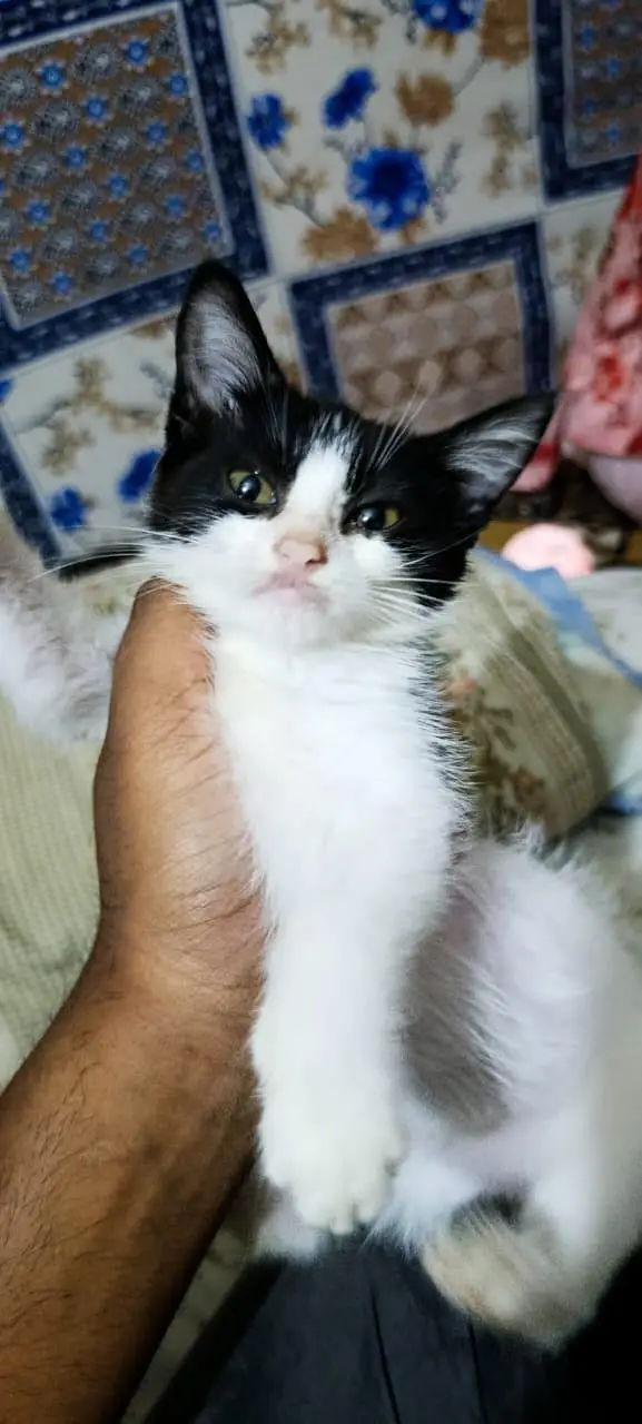 kitten for adoption — photo 5