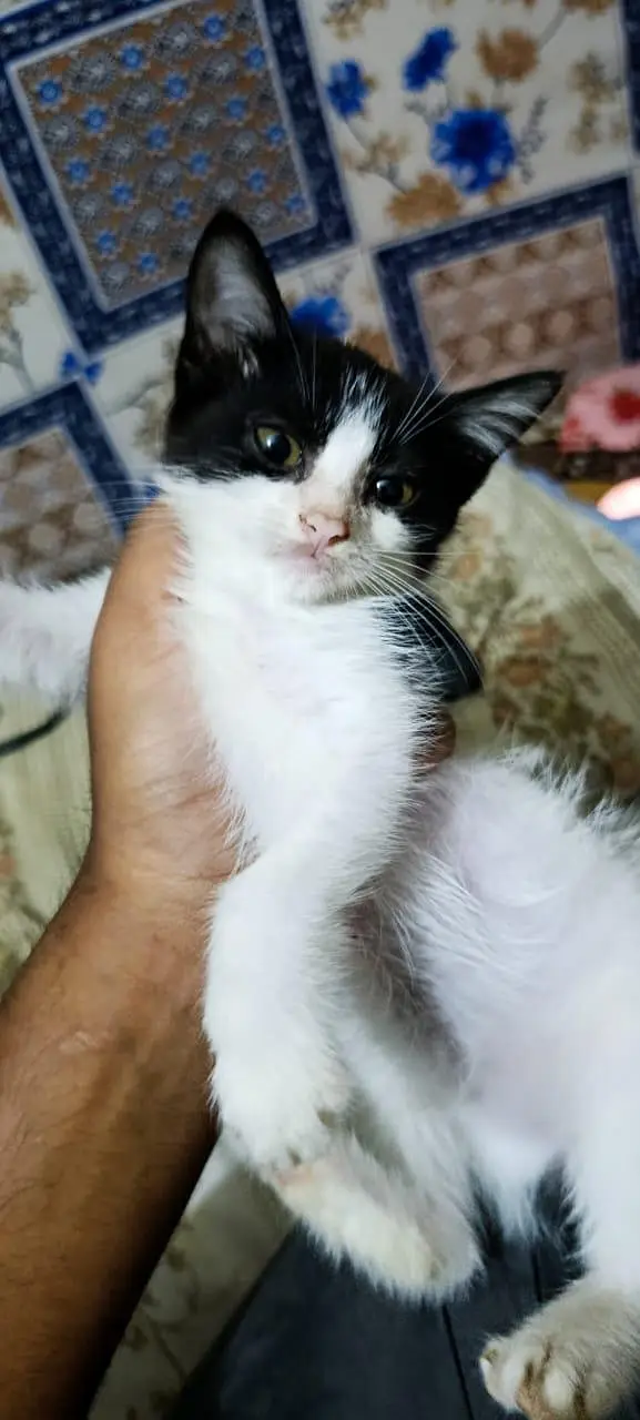 kitten for adoption — photo 6