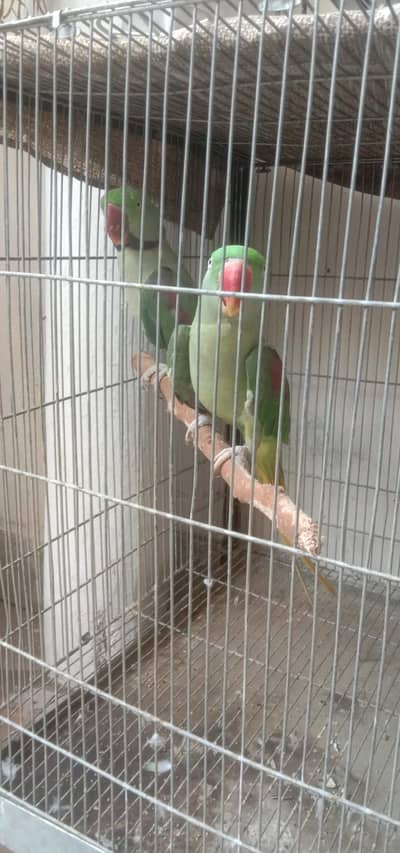 Kashmiri Raw Breeder and Talking pair available for sale