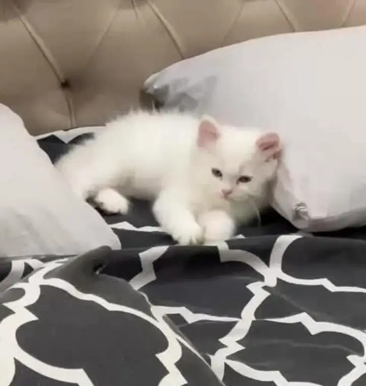 Beautiful Triple-Coated White Persian Kittens for Sale