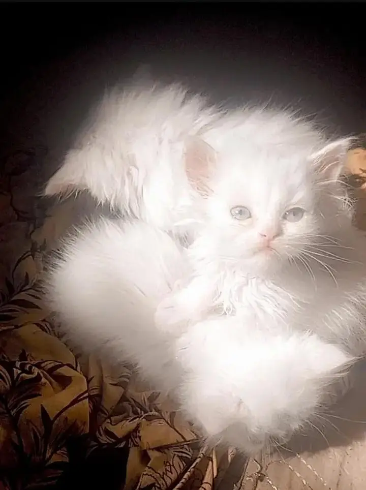 Beautiful Triple-Coated White Persian Kittens for Sale — photo 2
