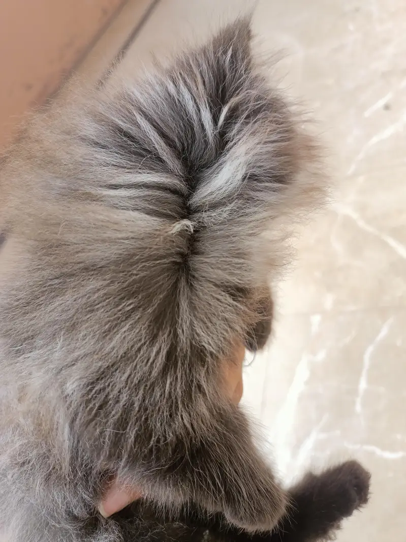 Grey Persian male kitten triple coated punch face — photo 2