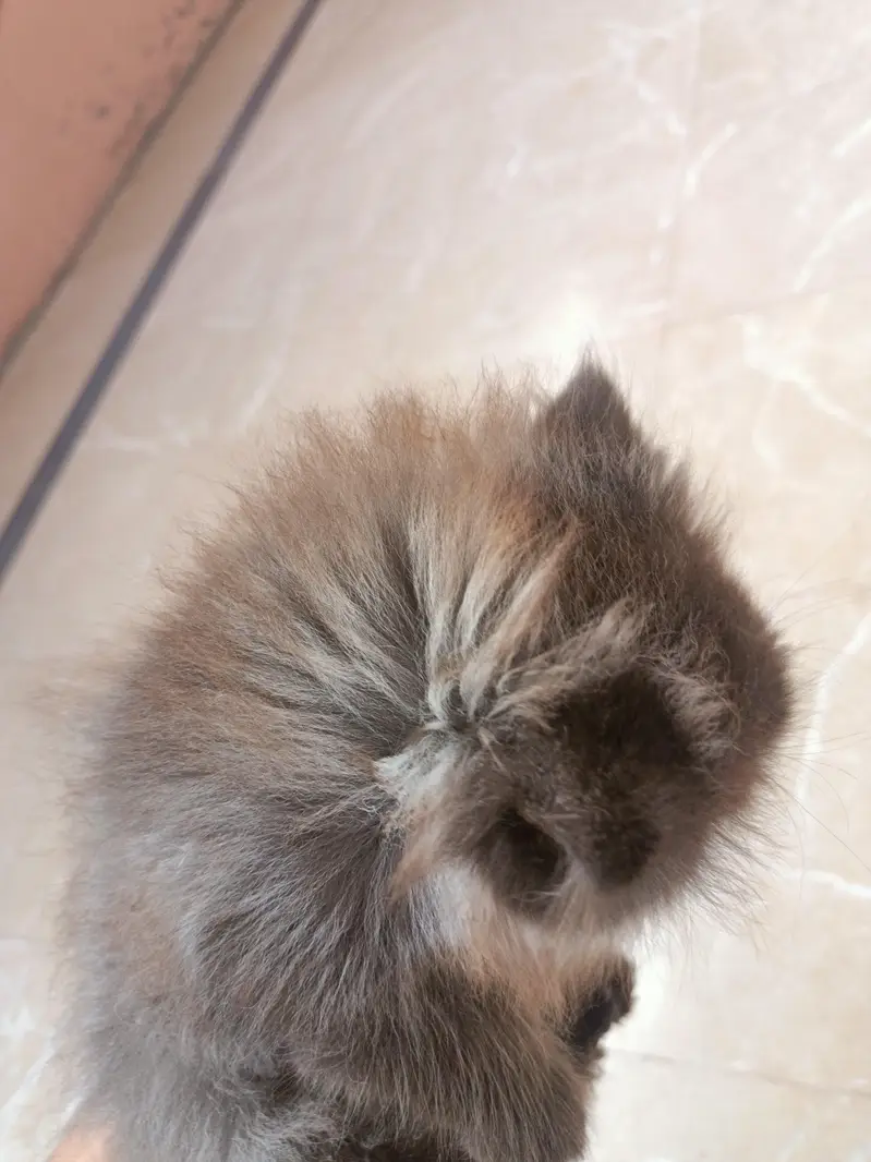 Grey Persian male kitten triple coated punch face — photo 3