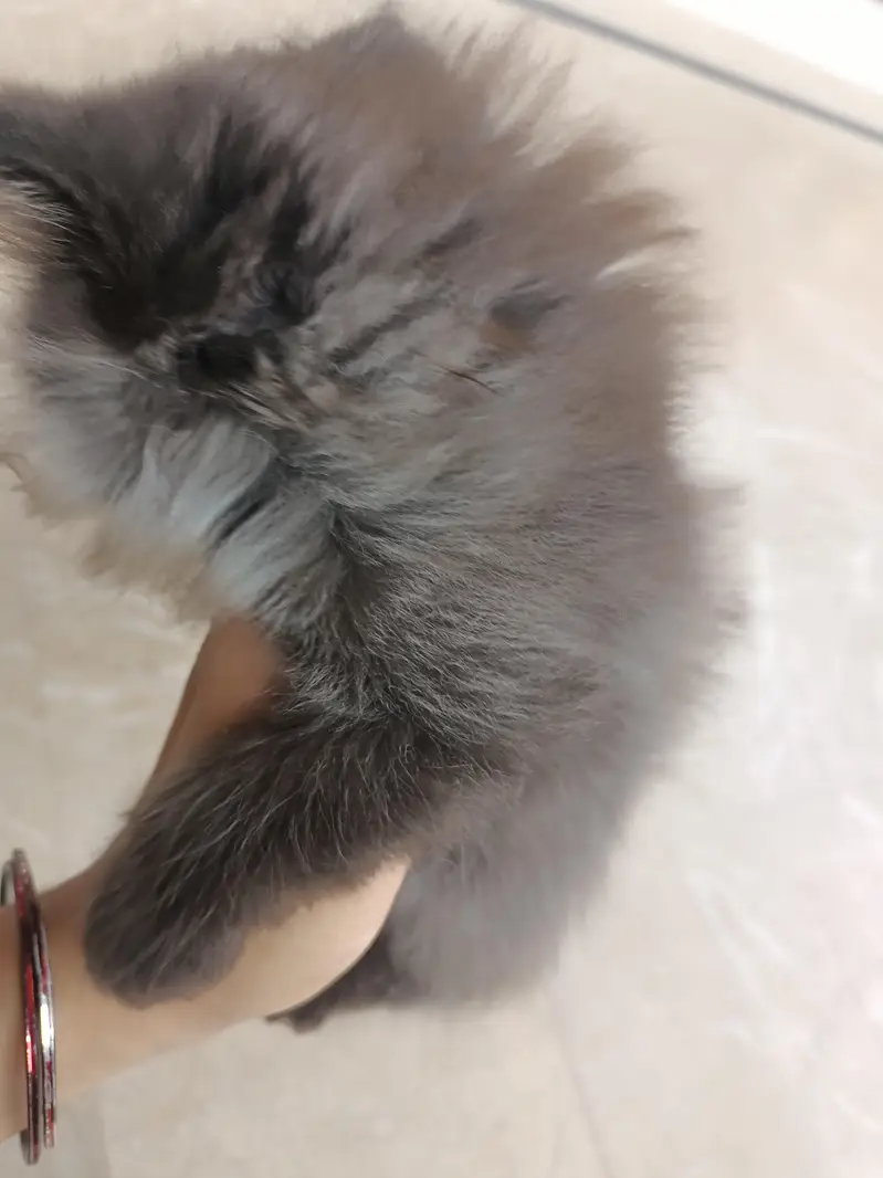 Grey Persian male kitten triple coated punch face — photo 4