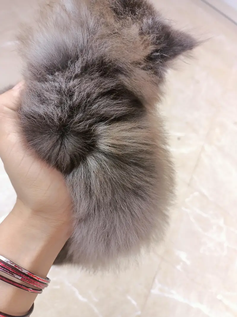 Grey Persian male kitten triple coated punch face — photo 5