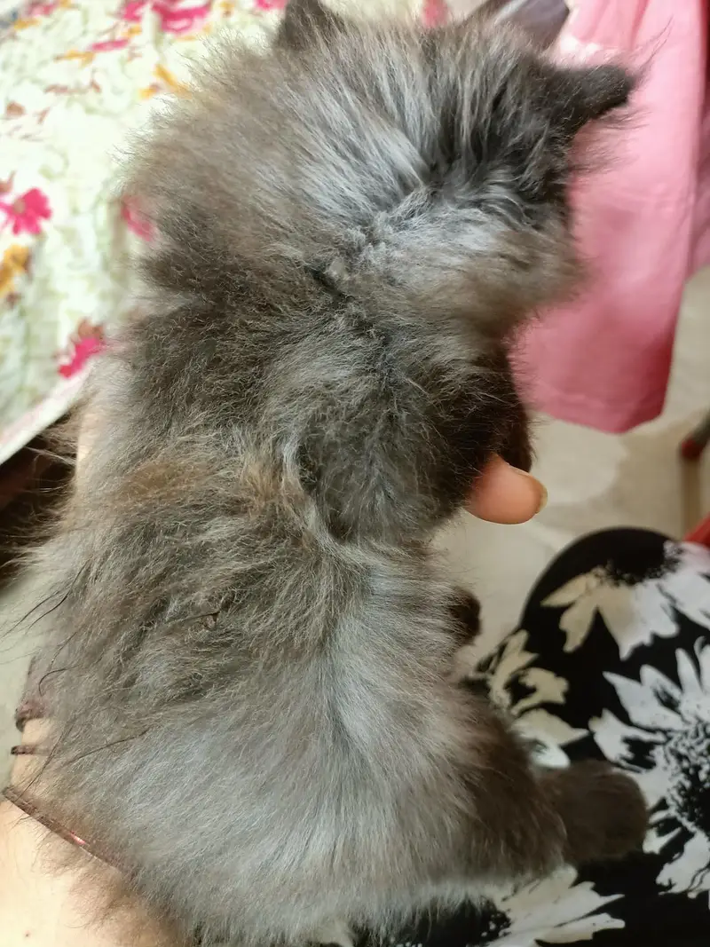 Grey Persian male kitten triple coated punch face — photo 7