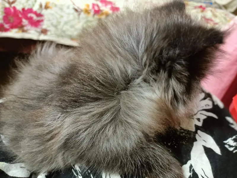 Grey Persian male kitten triple coated punch face — photo 8