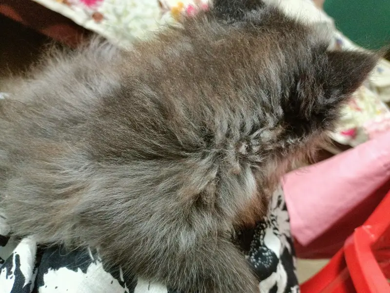 Grey Persian male kitten triple coated punch face — photo 9