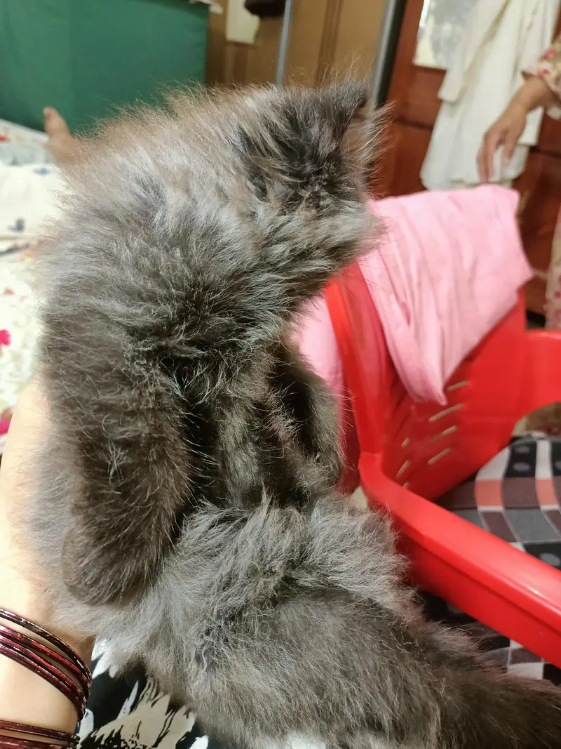Grey Persian male kitten triple coated punch face — photo 10