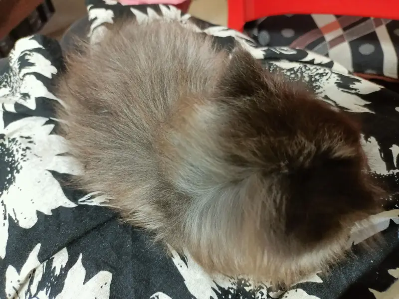Grey Persian male kitten triple coated punch face — photo 11