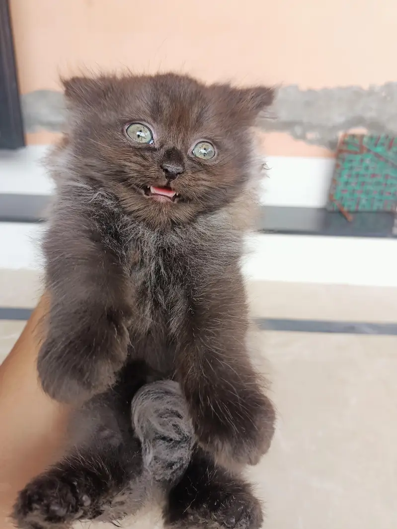 Grey Persian male kitten triple coated punch face — photo 12