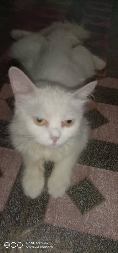 Mother with Triple coated Pair Persian kittens