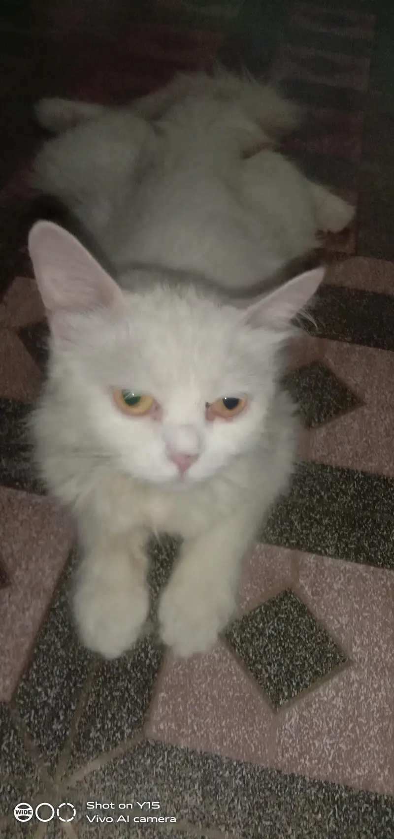 Mother with Triple coated Pair Persian kittens