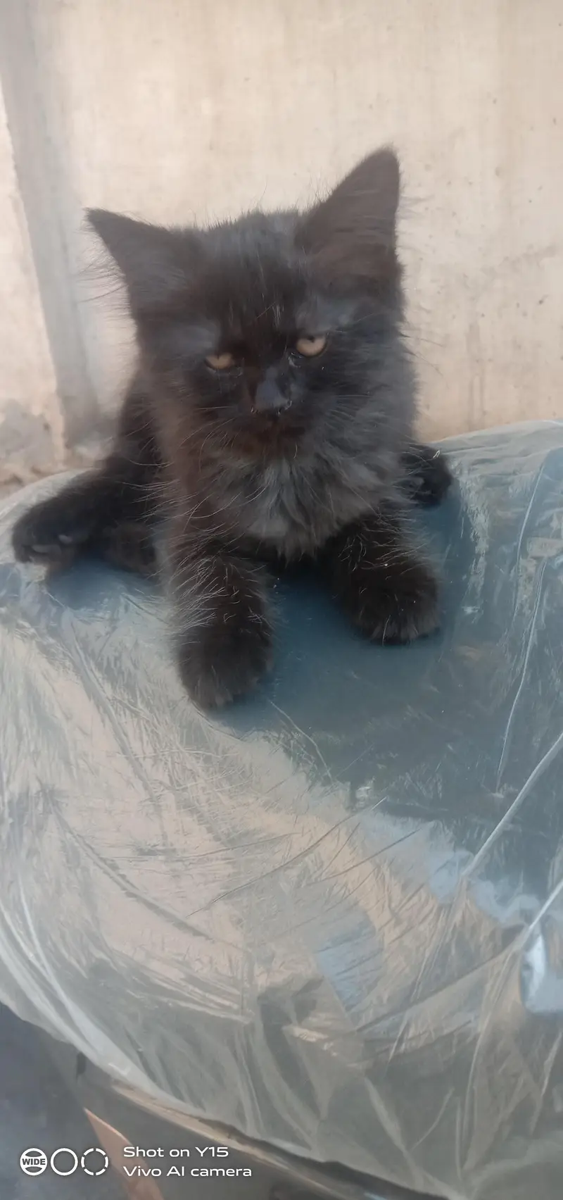 Mother with Triple coated Pair Persian kittens — photo 2