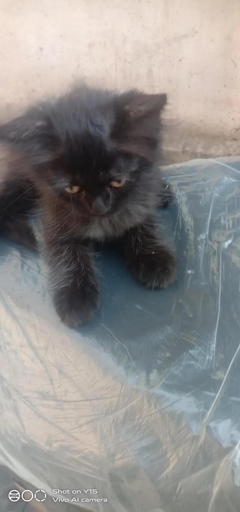 Mother with Triple coated Pair Persian kittens — photo 3