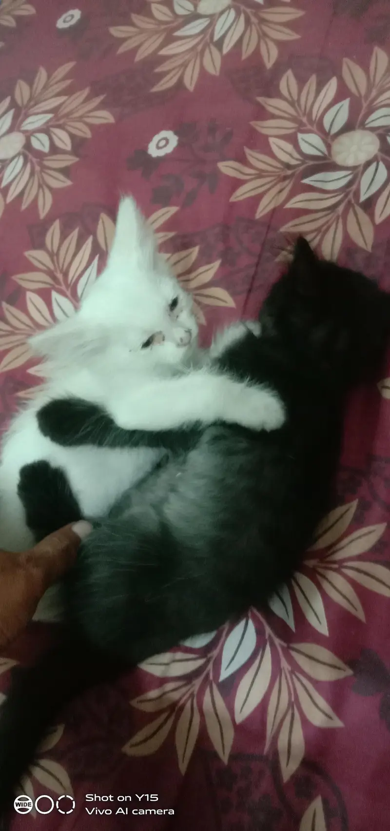 Mother with Triple coated Pair Persian kittens — photo 7