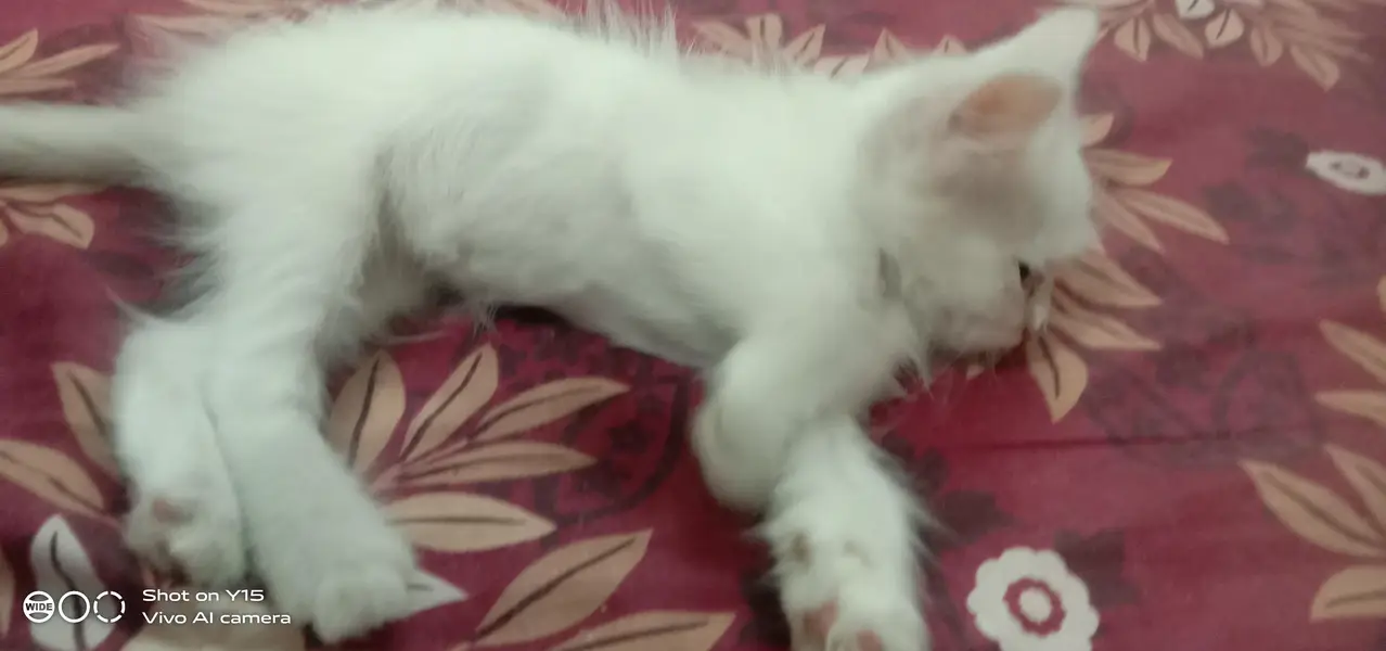 Mother with Triple coated Pair Persian kittens — photo 9