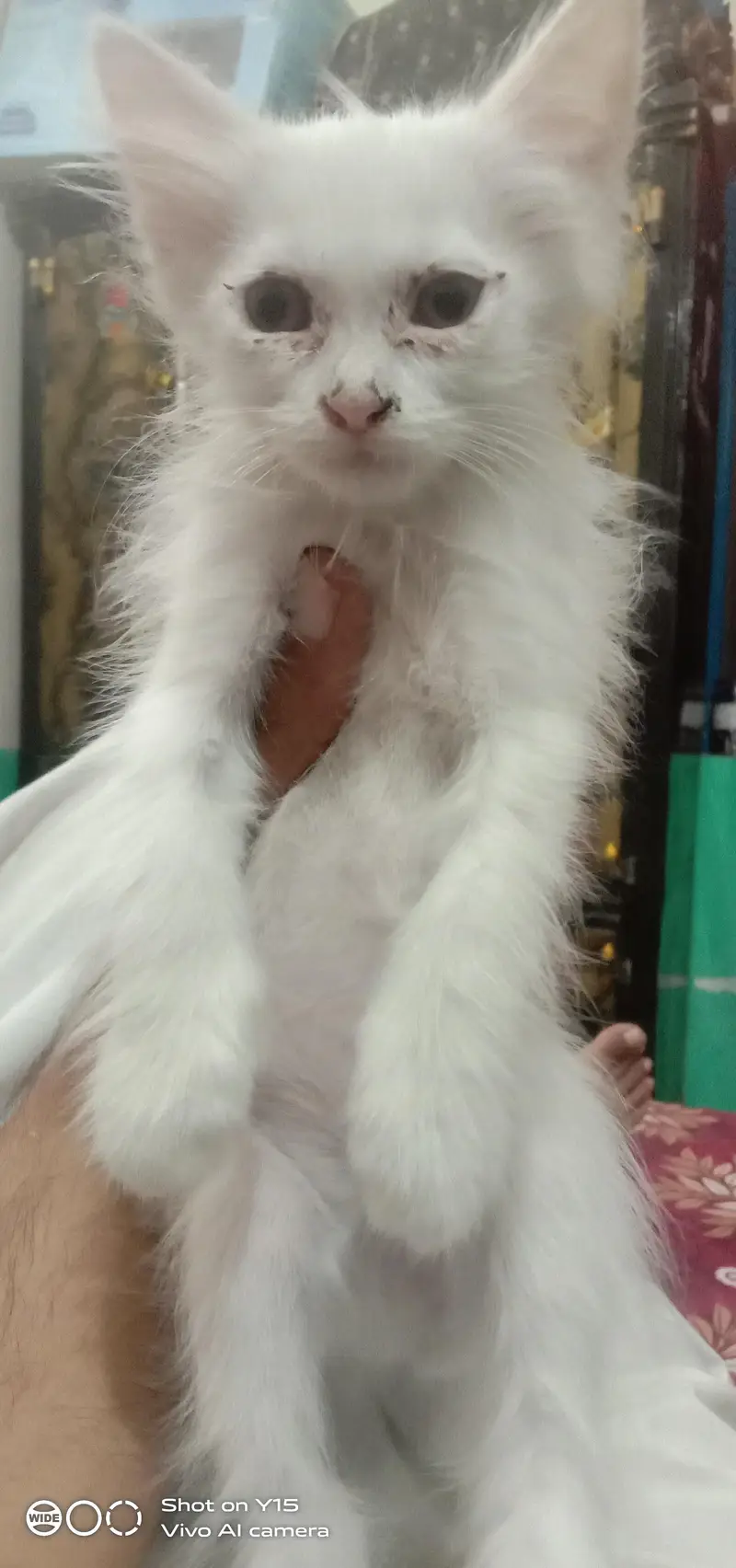 Mother with Triple coated Pair Persian kittens — photo 10