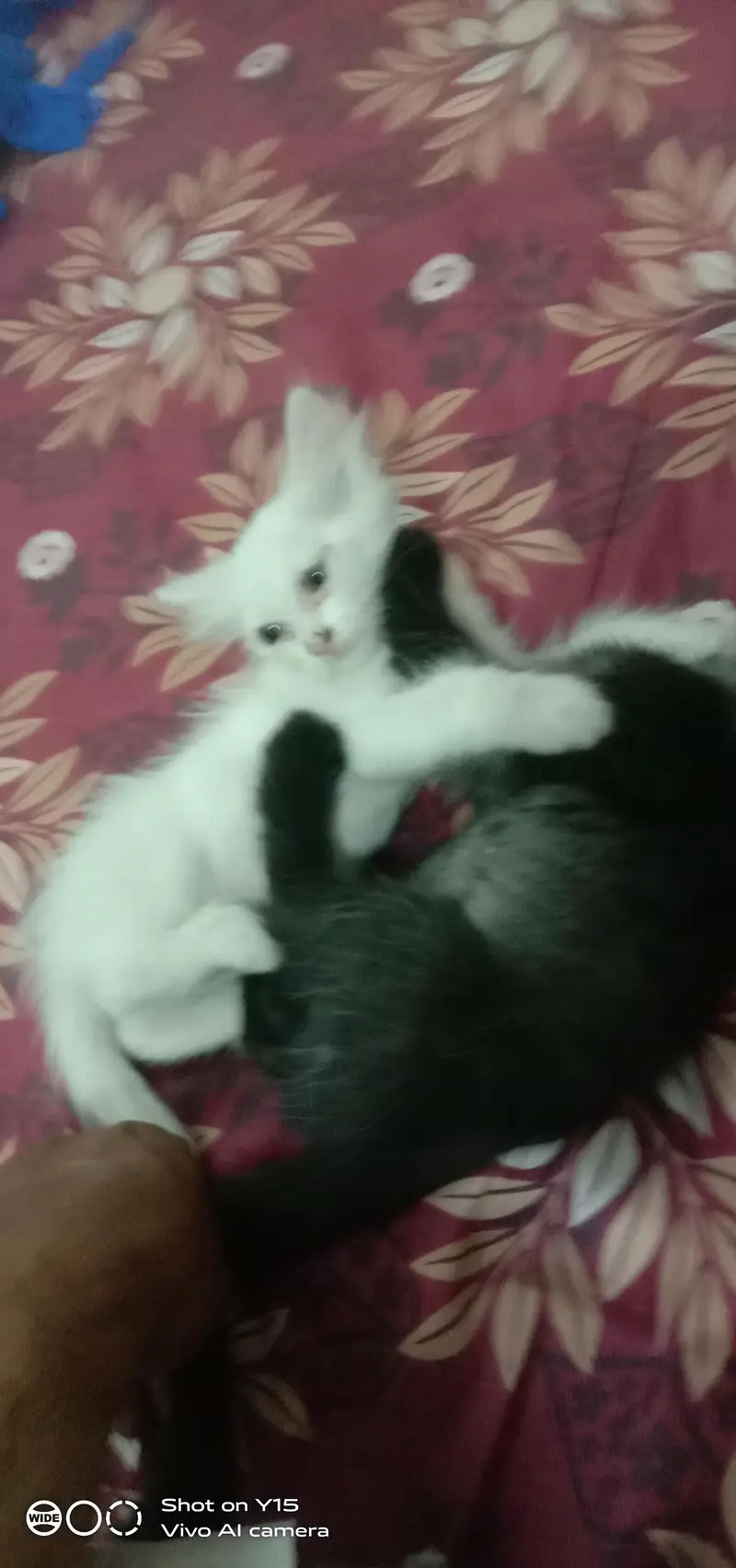 Mother with Triple coated Pair Persian kittens — photo 11