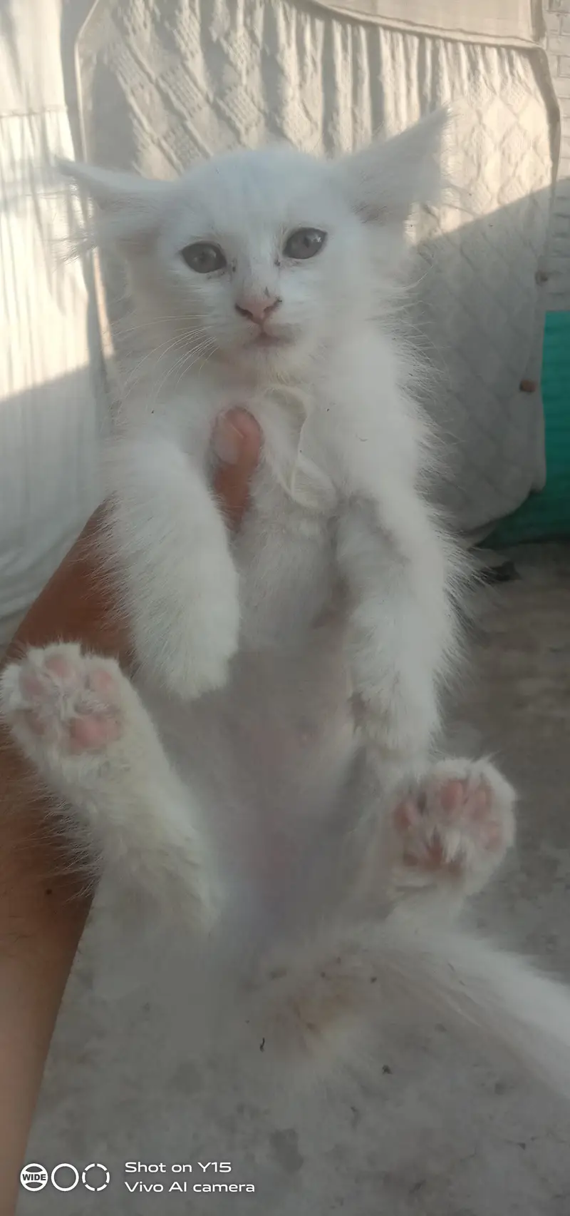 Mother with Triple coated Pair Persian kittens — photo 12