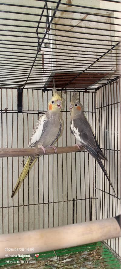 cocktail parrot pair available