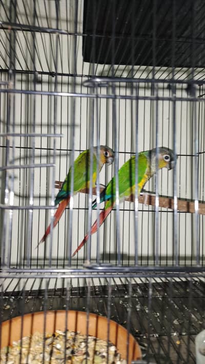 pair urgent sale Lahore 0321880891803