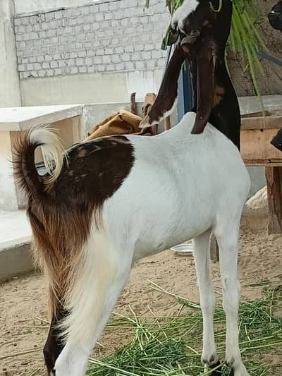2 bakray for sale 1 khassi 1 aando