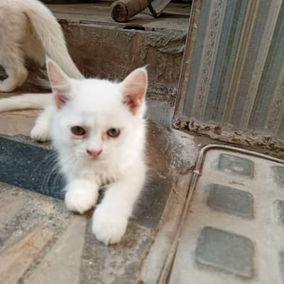geshean cat's 
