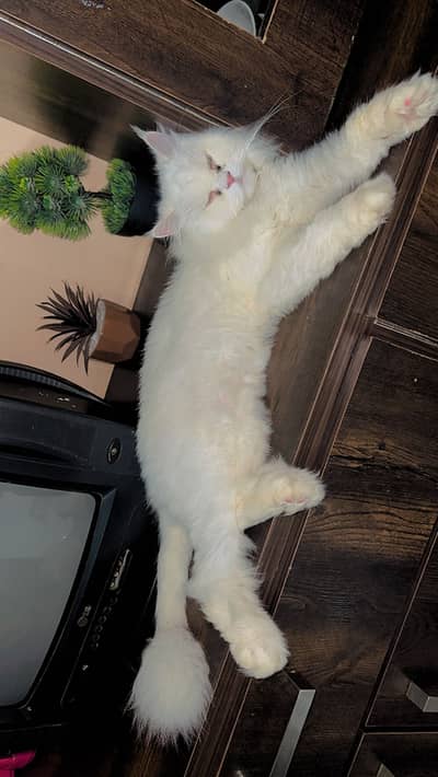 Persian cat