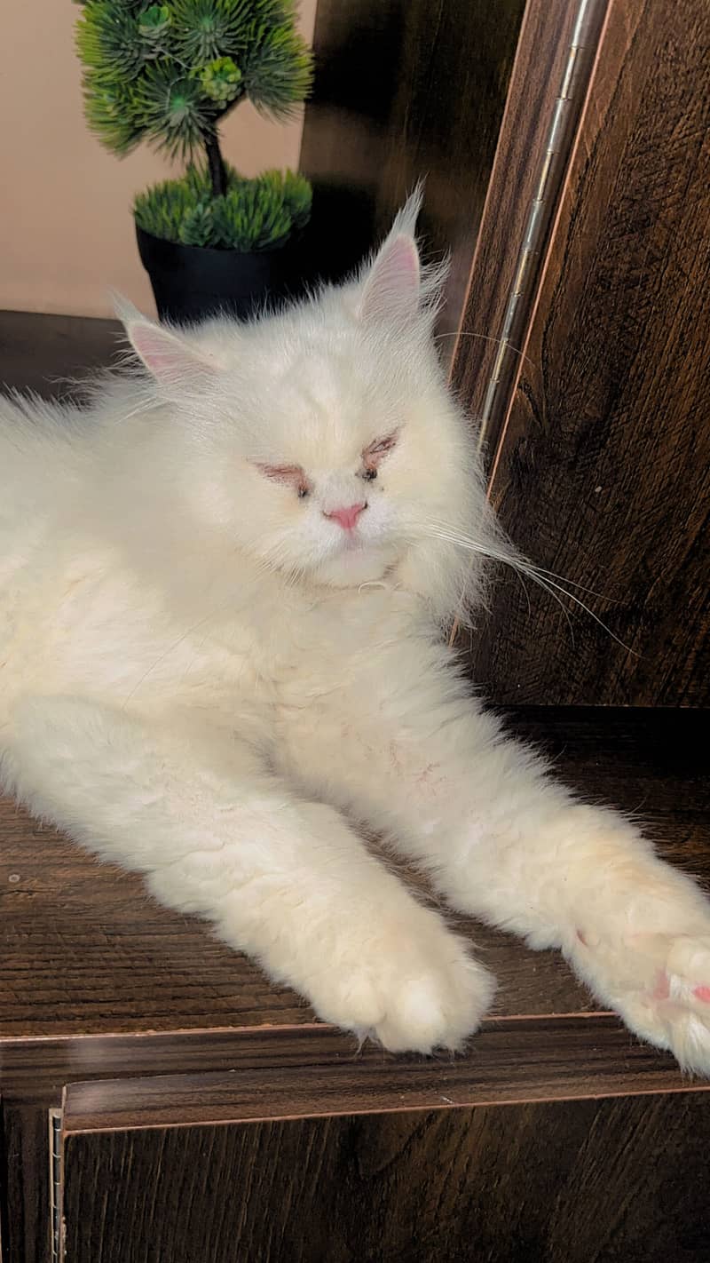 Persian cat 1