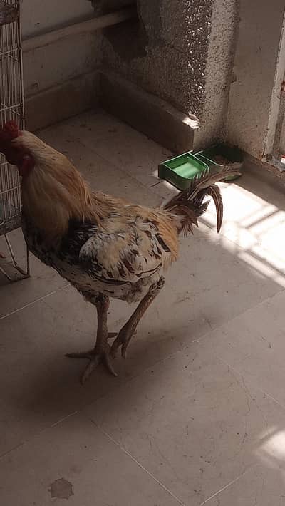 aseel sindhi