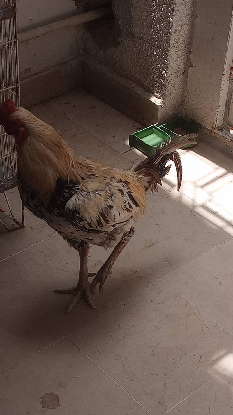 aseel sindhi 0