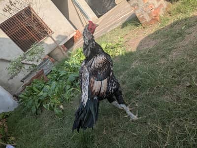 thai or Pakistani cross
