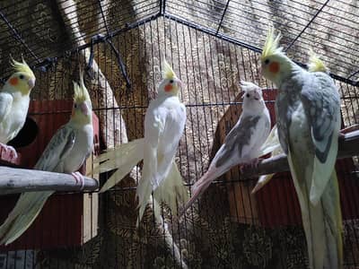 cocktail parrots pairs healthy and active breeder pairs