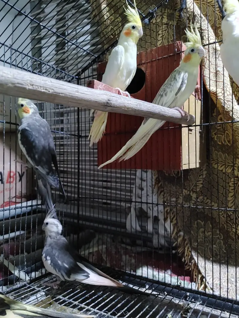 cocktail parrots pairs healthy and active breeder pairs — photo 2