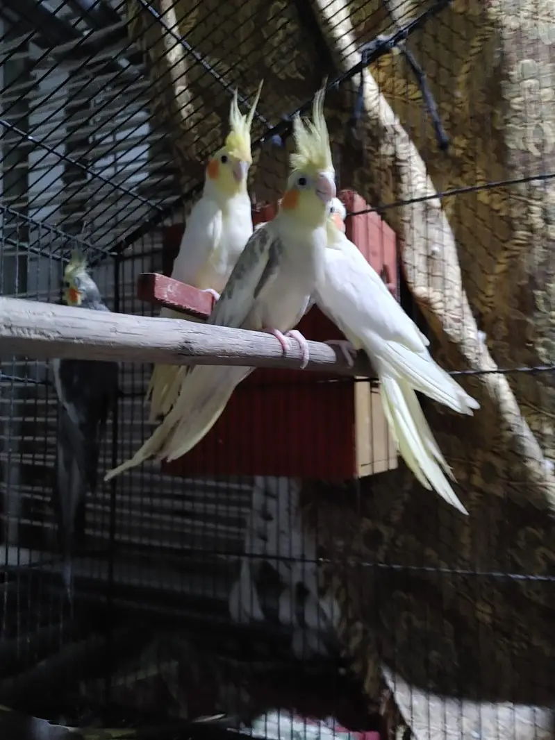 cocktail parrots pairs healthy and active breeder pairs — photo 3