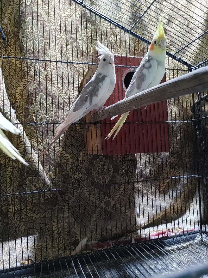 cocktail parrots pairs healthy and active breeder pairs — photo 4