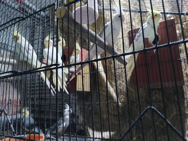 cocktail parrots pairs healthy and active breeder pairs — photo 5