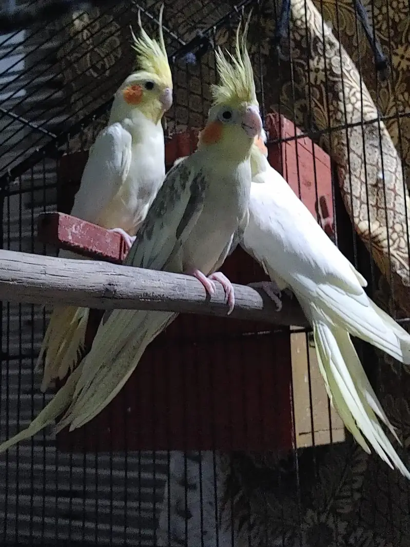 cocktail parrots pairs healthy and active breeder pairs — photo 6