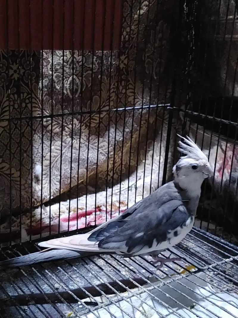 cocktail parrots pairs healthy and active breeder pairs — photo 7