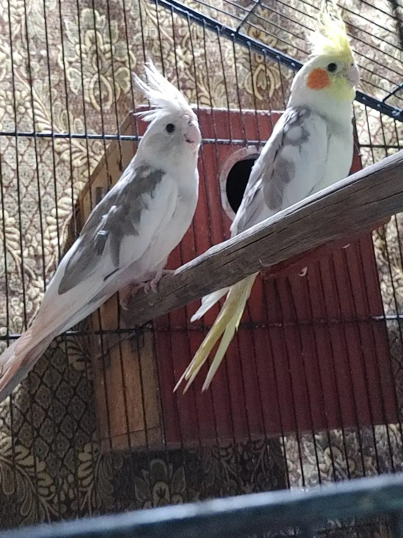 cocktail parrots pairs healthy and active breeder pairs — photo 8