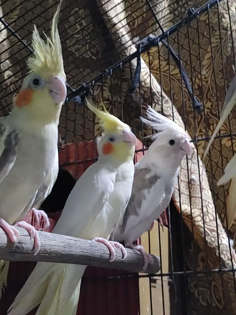 cocktail parrots pairs healthy and active breeder pairs — photo 9