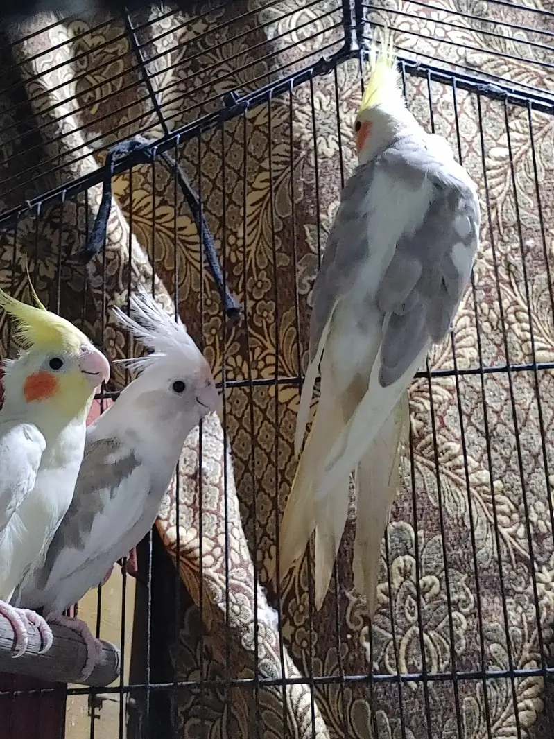 cocktail parrots pairs healthy and active breeder pairs — photo 10