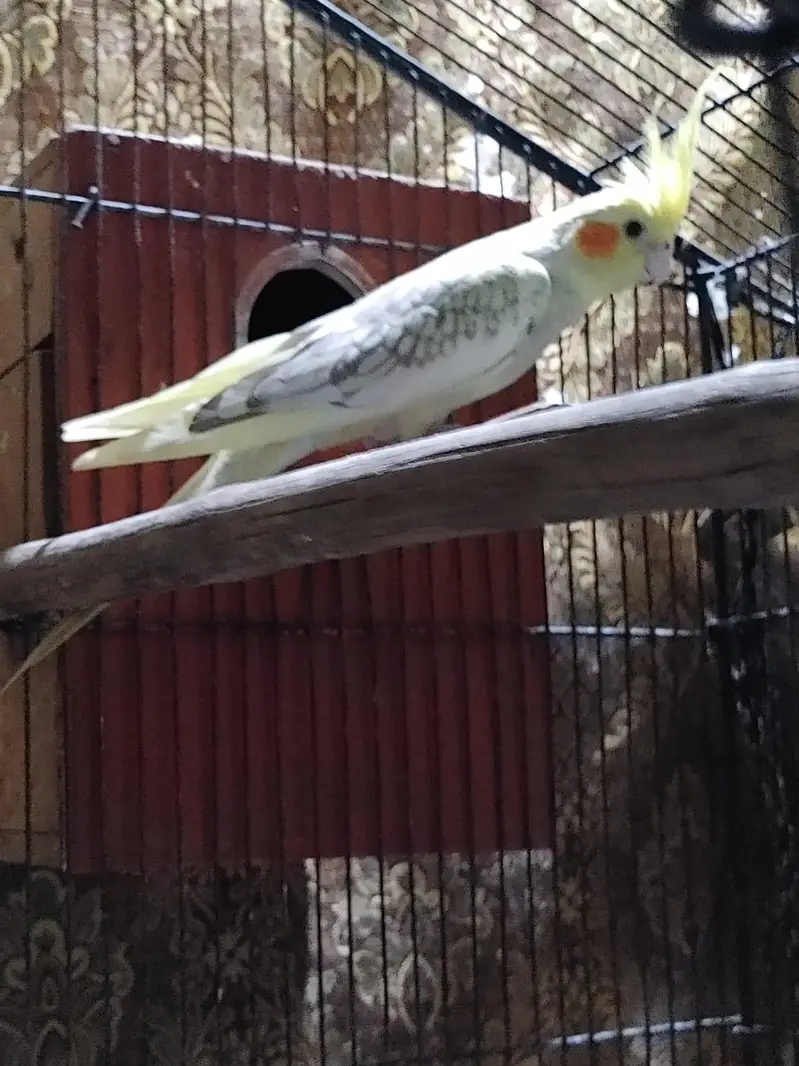 cocktail parrots pairs healthy and active breeder pairs — photo 11