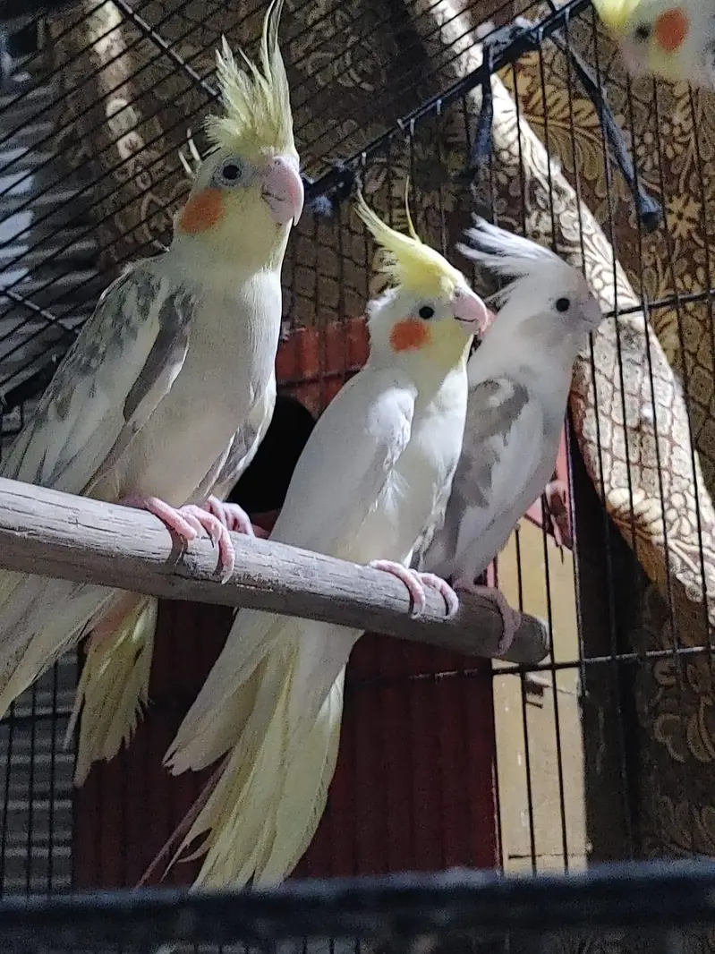 cocktail parrots pairs healthy and active breeder pairs — photo 12